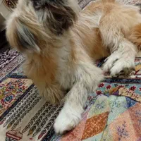 سگ پاکوتاه|سگ|مشهد, الهیه|دیوار