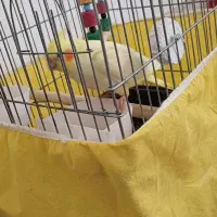 عروس هلندی ماده
