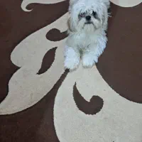 سگ شیتزو سوپر فلت