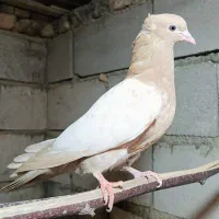 جفت کبوتر زرد|پرنده|سلماس, |دیوار