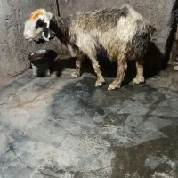 میش لری