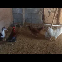 یک عدد مرغ دو عدد خروس دو عدد مرقابی سالم