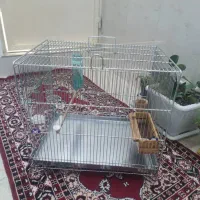 سهره قناری|پرنده|سقز, |دیوار