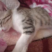 گربه خیلی شیطون و بانمک