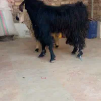 بره و کهره نر|حیوانات مزرعه|زابل, |دیوار