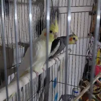 طوطی عروس مولد