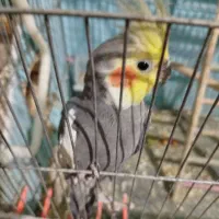 عروس هلندی|پرنده|کرمان, |دیوار