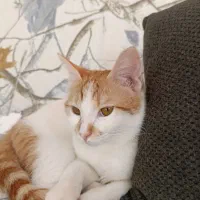 گمشده، مژدگانی 2 میلیون|حیوانات|ایرانشهر, |دیوار