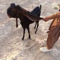 تکه  گلابی|حیوانات مزرعه|هیرمند, |دیوار