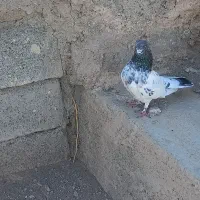 فروش کله ای