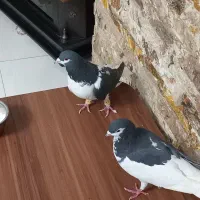 چادری جفت کفتر چپ|پرنده|محمدشهر, محمدشهر|دیوار