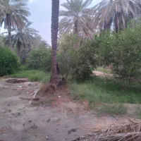باغ بامساحت ۱/۵ هکتار باامتیاز آب درمیناب|فروش زمین و ملک کلنگی|میناب, |دیوار
