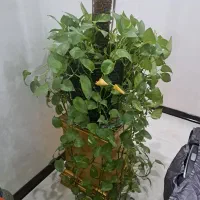 گل پتوس پُر
