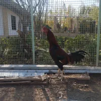 سلام دو عدد خروس لاری|حیوانات مزرعه|هشتگرد, تهران دشت|دیوار