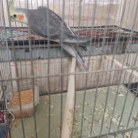 عروس هلندی|پرنده|پاکدشت, پاکدشت (مامازند)|دیوار