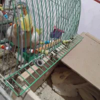 فروش پرنده