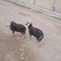 دوعدد بره نر