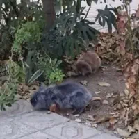 خرگوش لوپ اصلی