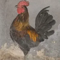 خروس کردی و وارگ