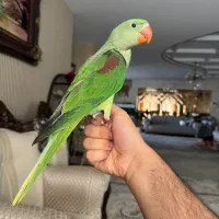 شاه طوطی نر
