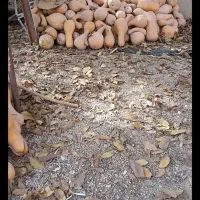 کدو محلی شیرین