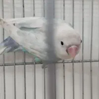 طوطی برزیلی نر