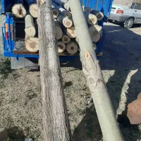 خریددرخت وهرس انواع درختان