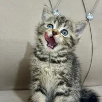 بیریتیش اسکاتیش|گربه|آزادشهر, |دیوار