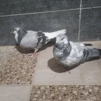 کبوترخوشرنگ سبز|پرنده|بندر گناوه, |دیوار