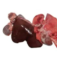 یک جیگر بره کامل یک دست کله پاچه و گوشت