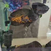 اسکار سلطنتی