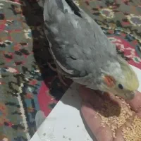 جوجه عروس هلندی سالم و دون خور