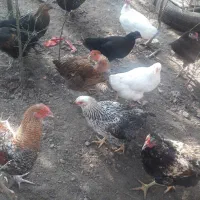 مرغ وبوقلمون|حیوانات مزرعه|تالش, هشتپر|دیوار