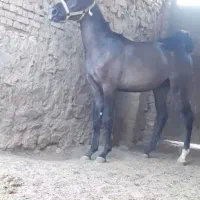 کره اسب مشکی
