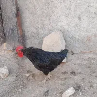 خروس'بوقلمون و اردک مسکویی