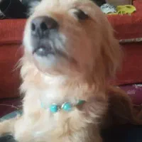 فروش یک عدد شیتزو ماده تربیت شده