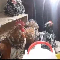 مرغ وخروس کوشین