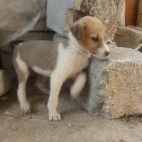 توله برای گله و نگهبانی|سگ|رودخانه, |دیوار