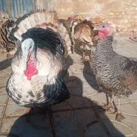 فروش بوقلمون نروماده