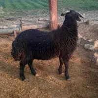 بره نره واکسن خورده|حیوانات مزرعه|قلعه نو, |دیوار