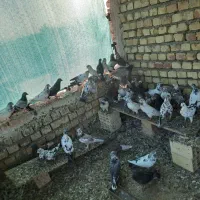 فروش کبوتر|پرنده|اصفهان, قهجاورستان|دیوار