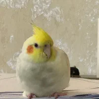 عروس هلندی گمشده