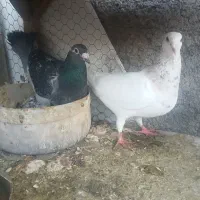 کفترسارجفتگاه