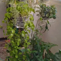 استند گل بسیار زیبا و جادار|گل و گیاه طبیعی|قم, سراجه|دیوار