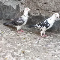 آلمانی رنگی بزک سوسکی کله سفید پرشی