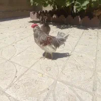 خروس