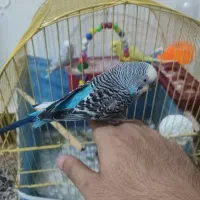 مرغ عشق دستی
