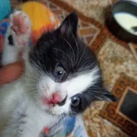 واگذاری دو بچه گربه نر دی ال اس