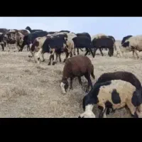 گوسفند افشاری و قزل|حیوانات مزرعه|بروجرد, |دیوار