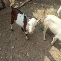 کهر نر و ماده